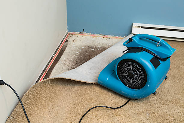 Best Local water damage restoration  in Westfield, IN